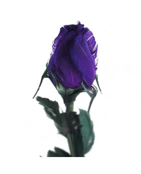 Gothic blue rose 37004
