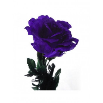 Black, red or purple gothic roses